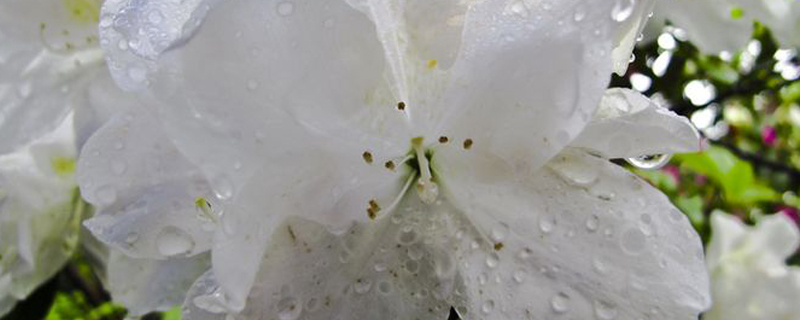 春雨花的寓意 春雨花的寓意