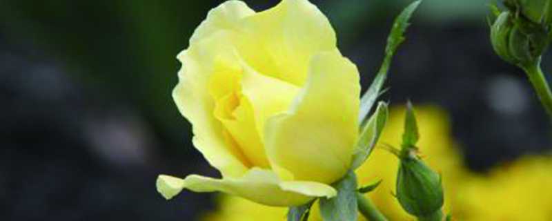 11朵黄玫瑰花语是什么 11朵黄玫瑰花语是什么