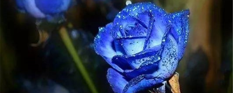 蓝色妖姬的花语 蓝色妖姬的花语