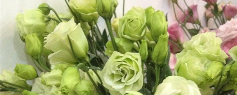 绿桔梗的花语是什么 绿桔梗的花语是什么