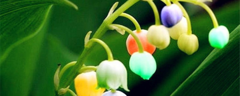 七彩铃兰的花语是什么