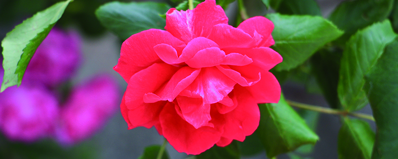 红色月季花的花语 红色月季花的花语