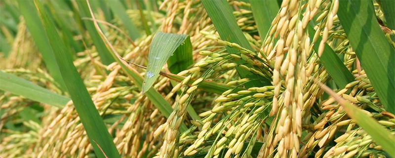 河姆渡人种植的农作物 河姆渡人种植的农作物