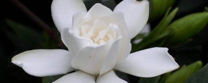 桅子花花语是什么 桅子花花语是什么