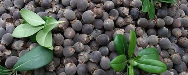 稔子种植多久才挂果 稔子种植多久才挂果