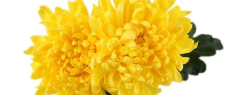秋天的菊花是什么颜色 秋天的菊花是什么颜色