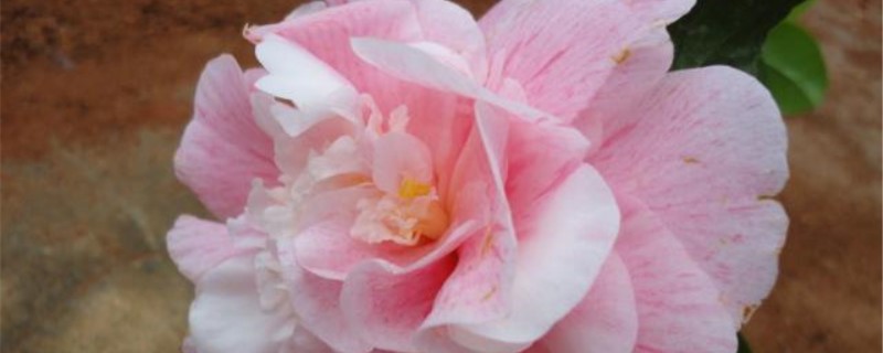 情人节茶花是什么品种 情人节茶花是什么品种