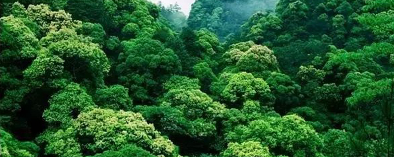 东南丹霞地貌区地带性植被类型简介 东南丹霞地貌区地带性植被类型简介