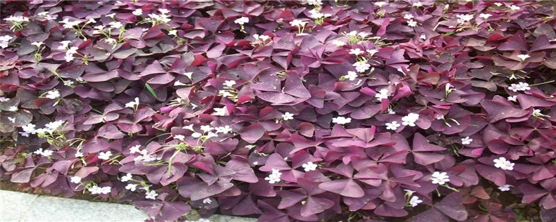 蝶恋花是什么花 蝶恋花是什么花