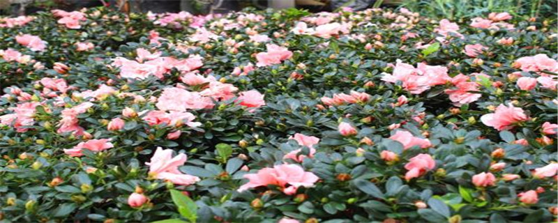 比利时杜鹃花怎么养 比利时杜鹃花怎么养