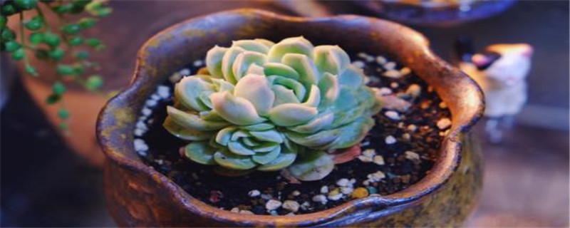 冰梅有几种 冰梅有几种