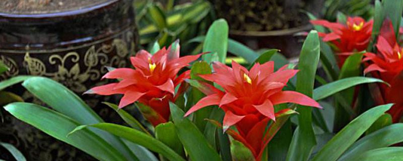 菠萝开花吗 菠萝开花吗