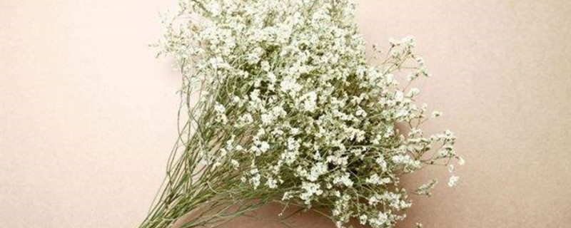 情人草怎么养成干花