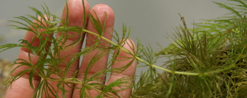 金鱼藻是草本植物吗 金鱼藻是草本植物吗