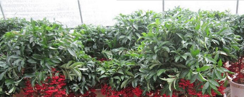 黄金万两植物的寓意是什么 黄金万两植物的寓意是什么