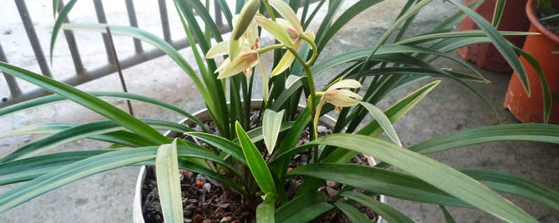 简述植物新品种的含义及保护对象 简述植物新品种的含义及保护对象