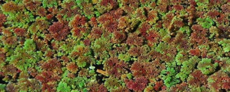 满江红属于什么植物 满江红属于什么植物