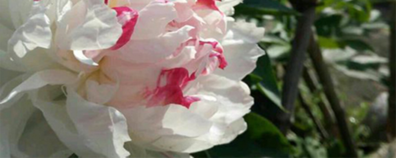 白芍药花语是什么 白芍药花语是什么