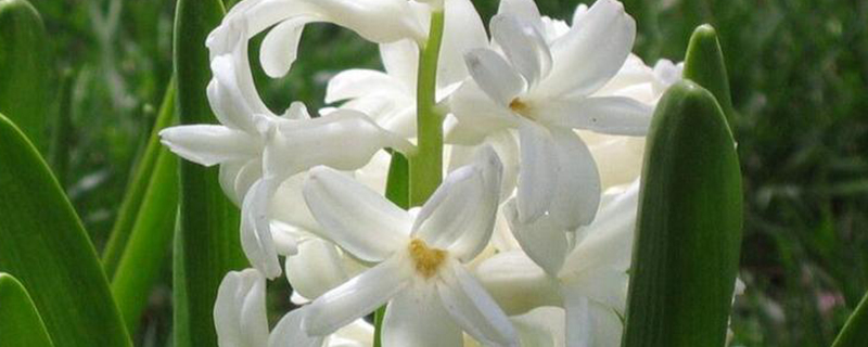 白色风信子花语 白色风信子花语