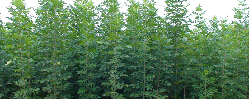 白蜡树的种植方法 白蜡树的种植方法
