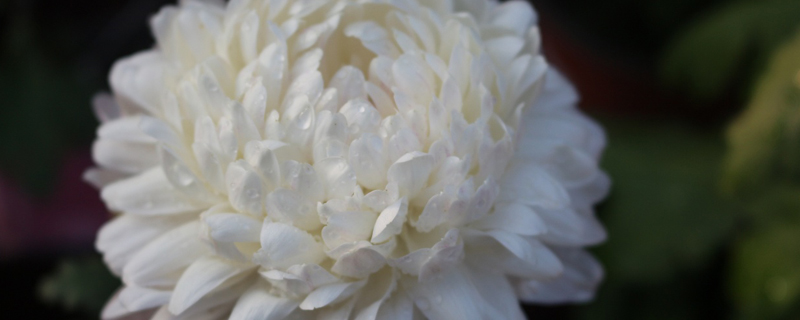白菊花花语 白菊花花语