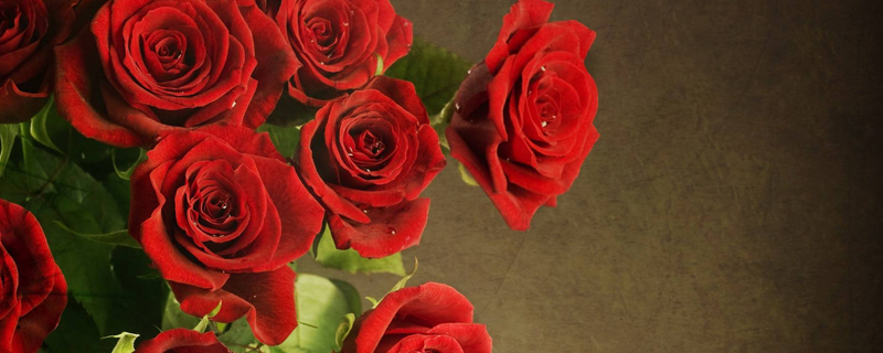 29朵玫瑰花代表什么 29朵玫瑰花代表什么