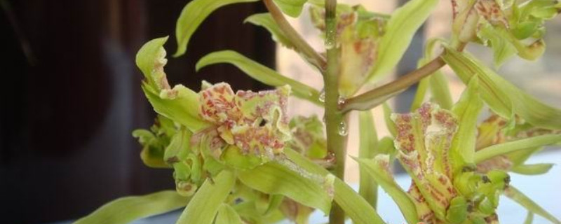 蕙兰奇蝶花叶部特征 蕙兰奇蝶花叶部特征