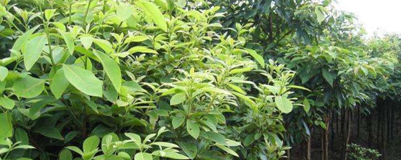 楠木树有几种 楠木树有几种