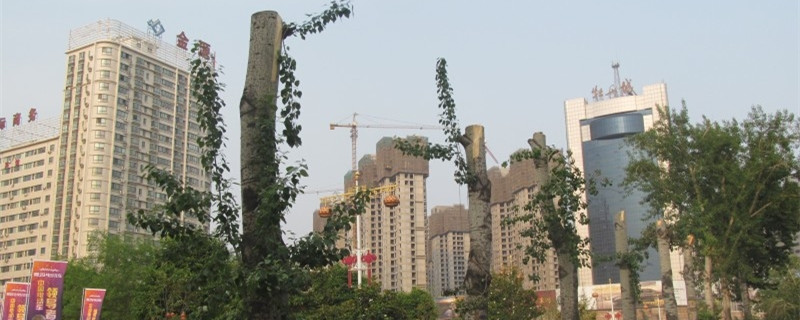 简单介绍一下白杨树 简单介绍一下白杨树