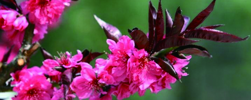 百花开是什么季节 百花开是什么季节