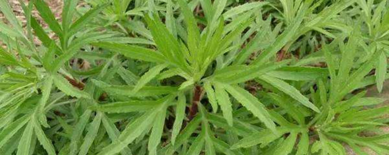 蒌蒿是什么植物