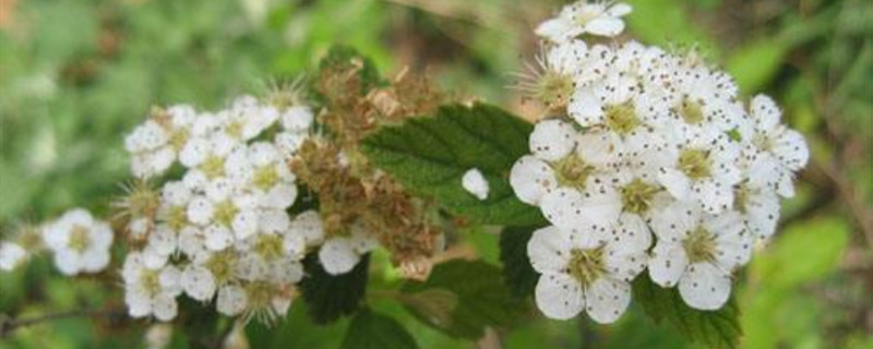 菟丝花花语 菟丝花花语