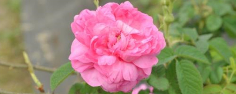 荼薇花是玫瑰花吗 荼薇花是玫瑰花吗