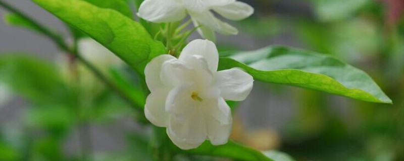 茉莉花耐寒吗 茉莉花耐寒吗