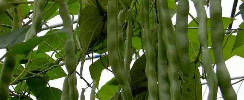 芸豆什么时候播种 芸豆什么时候播种