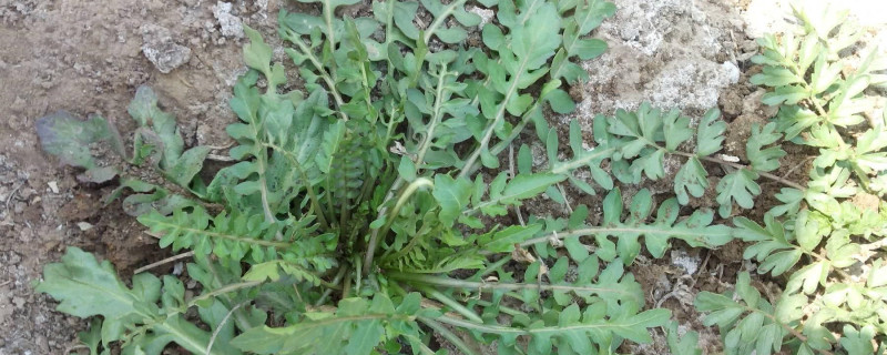 荠菜种子哪里买 荠菜种子哪里买