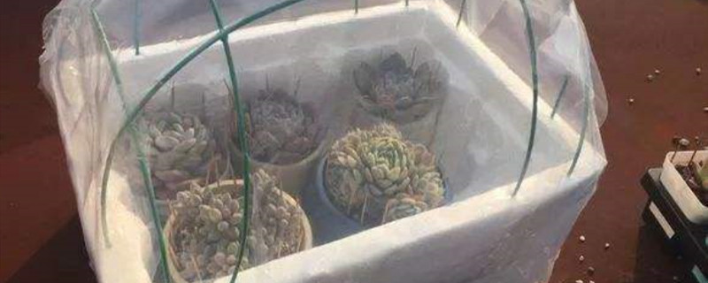 自制多肉暖棚 自制多肉暖棚