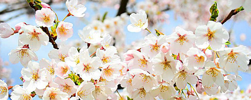 北京梨花几月开 北京梨花几月开