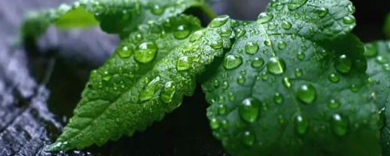 办公桌适合摆放的花 办公桌适合摆放的花