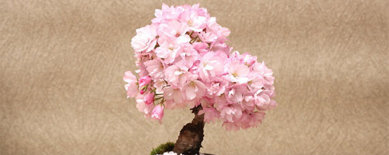 中国樱花季节 中国樱花季节