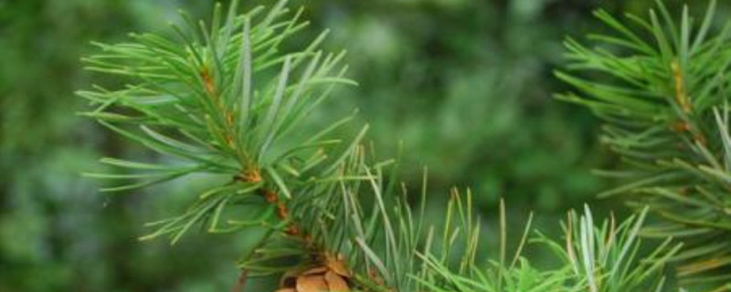 中国重要的植物 中国重要的植物