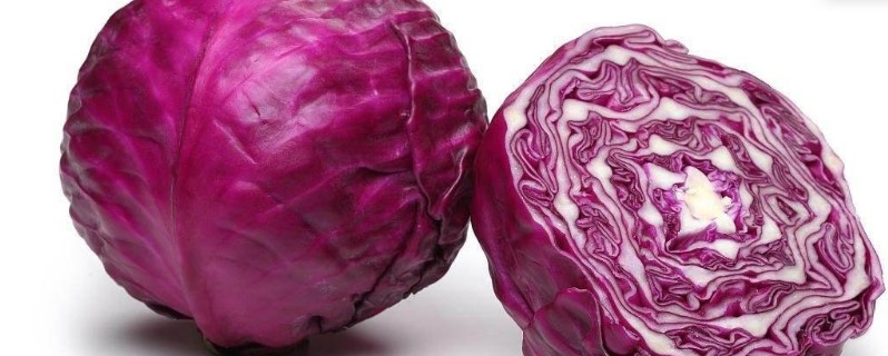 紫色的菜叫什么 紫色的菜叫什么