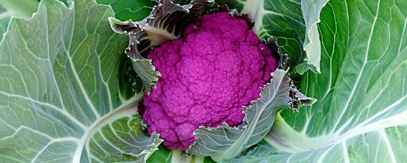 紫花菜是转基因吗 紫花菜是转基因吗