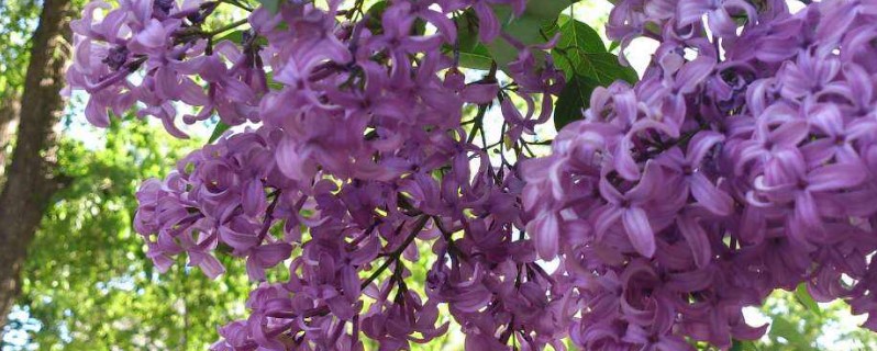 紫丁香花花语 紫丁香花花语