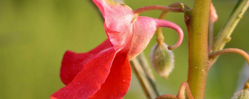 种凤仙花的材料 种凤仙花的材料