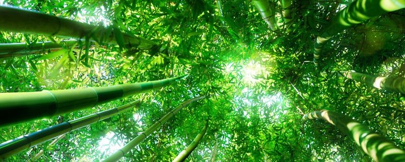 竹柏的寓意 竹柏的寓意