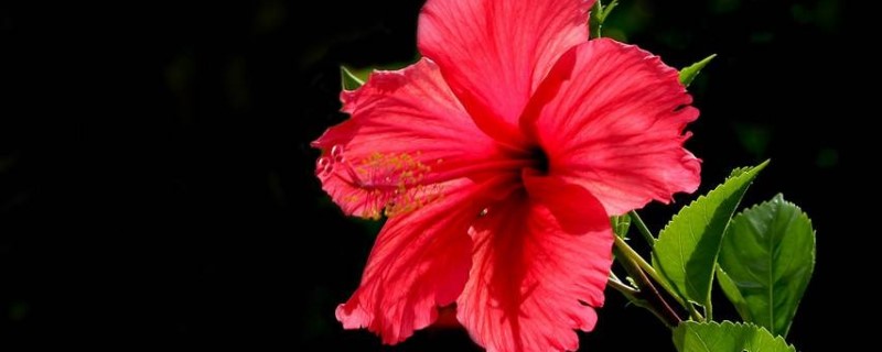 朱槿花花语 朱槿花花语