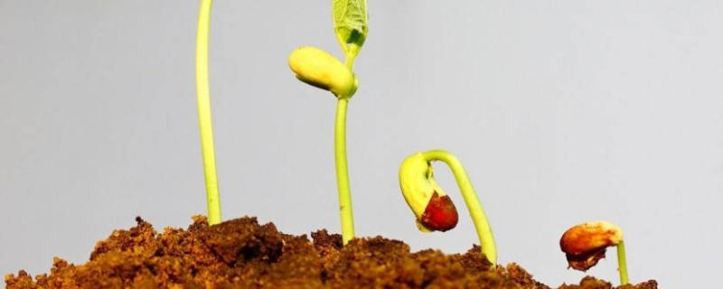 种子发芽温度 种子发芽温度
