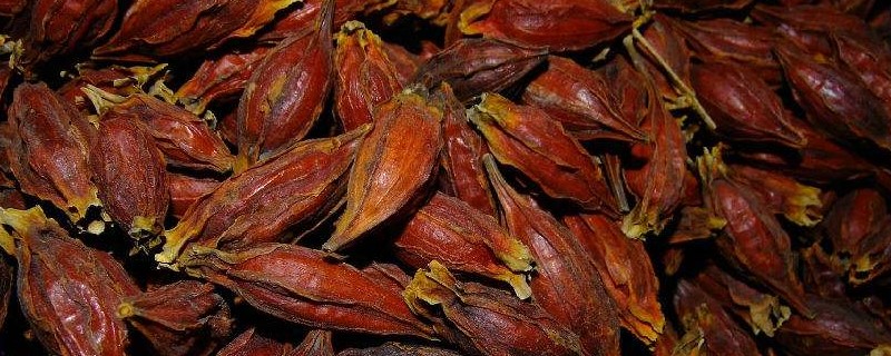 中药山枝的别名