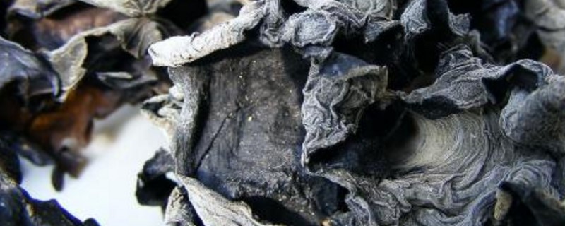 种木耳用什么木头 种木耳用什么木头